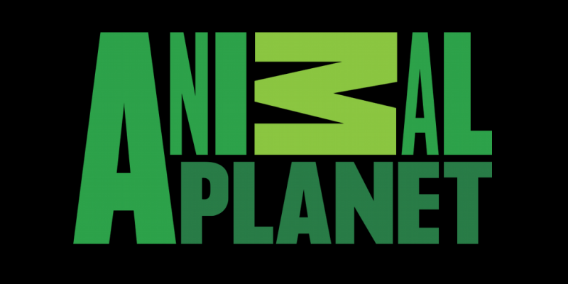 Animal Planet connects through innovative V Card digital campaigns