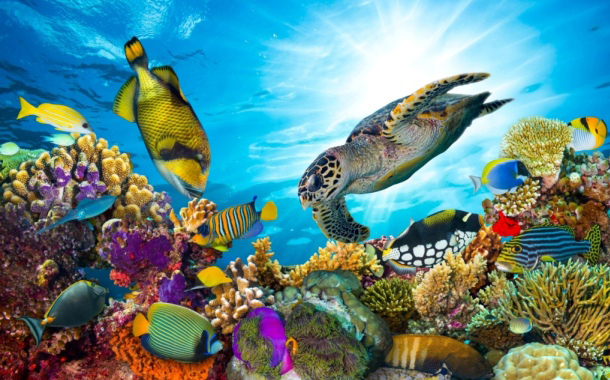 Animal Planet explores the impact of changing environment on World of the Wild