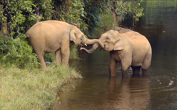 Dia Mirza, Sahil Sangha & Wildlife Trust of India collaborate for India’s first Wild Anthem to conserve biodiversity