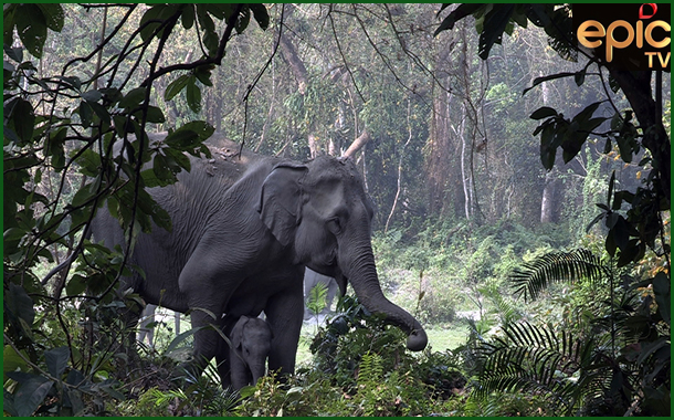 Epic brings the world TV premiere of wildlife film ‘Jungle Ke Baahubali’ on 22nd September