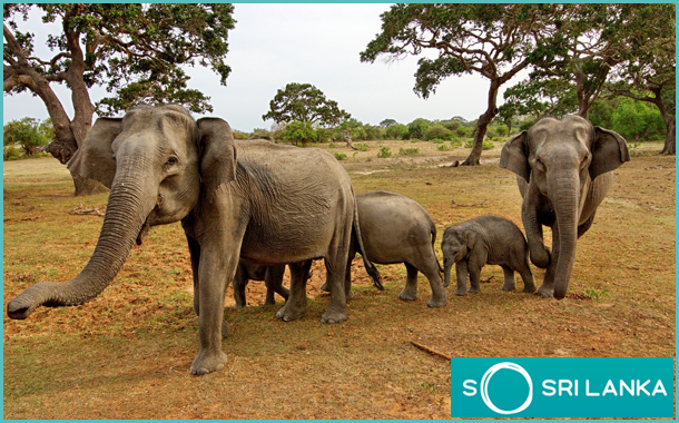 SLTPB unveils new brand platform “So Sri Lanka” to entice millennial experience seekers; created by JWT