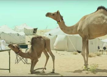 Bisleri Camels are back in ‘Har Paani Ki Bottle Bisleri Nahin’ campaign created by 82.5