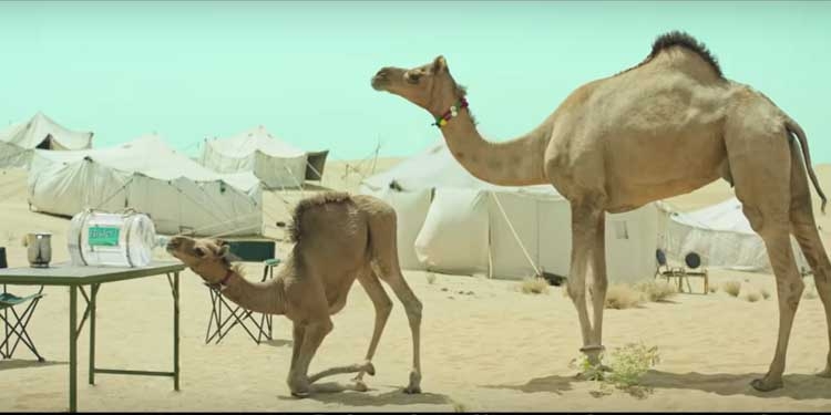 Bisleri Camels are back in ‘Har Paani Ki Bottle Bisleri Nahin’ campaign created by 82.5