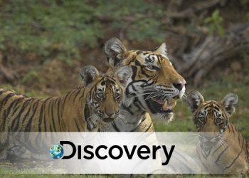 Discovery to premiere internationally acclaimed documentary Tigerland on 29th July 2019
