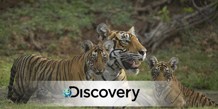Discovery to premiere internationally acclaimed documentary Tigerland on 29th July 2019