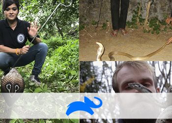 Animal Planet to air Snake Squad on August 15th 2019 ; off-beat 10-part docu-series on Snake Rescuers in India