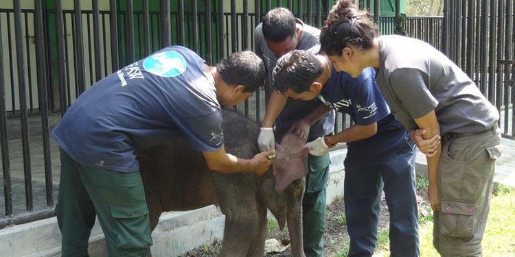 Animal Planet celebrates the unsung heroes of the forests with ‘Heroes Of The Wild Frontiers’