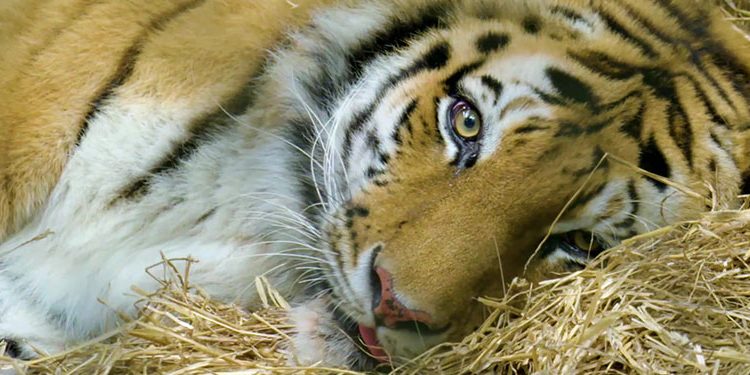 Animal Planet’s new documentary ‘The Zoo: COVID-19 and Animals’ Premieres on 17th May