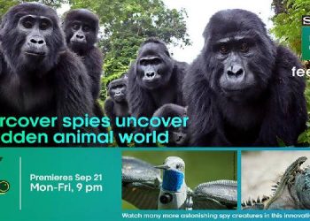 Sony BBC Earth airs ‘Spy in the Wild 2’ during weekdays at 9 PM