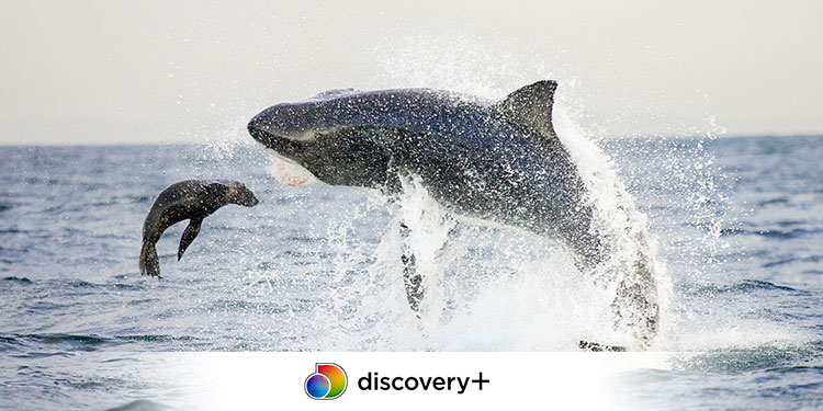The longest running Television Show Shark Week returns for its 33rd year on Discovery+