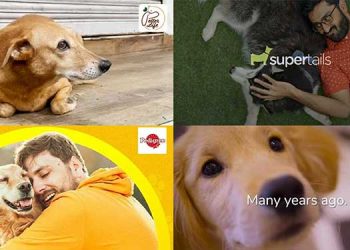 The brands barked up the right tree on International Dog Day