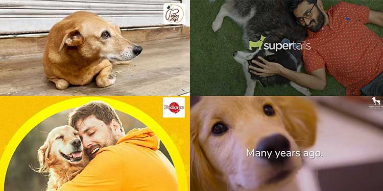 The brands barked up the right tree on International Dog Day