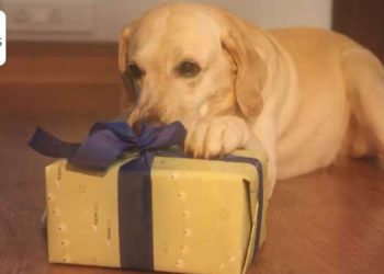 Supertails asks people to celebrate Diwali with their pets, launches a pet gift box