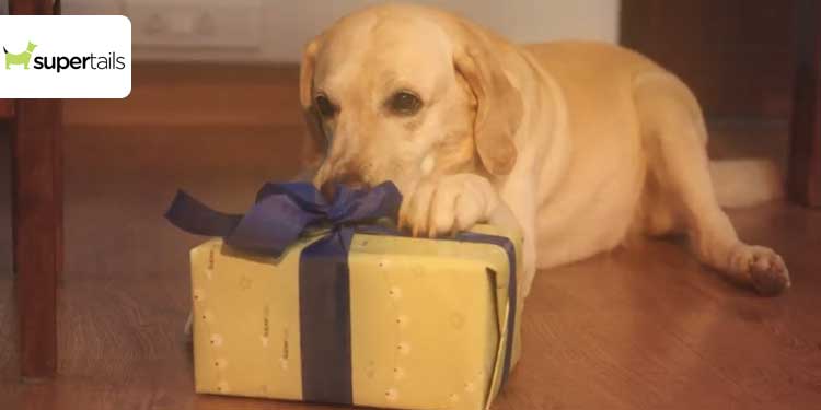 Supertails asks people to celebrate Diwali with their pets, launches a pet gift box