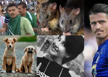 Weekend Rewind with Gokul Krishnamoorthy: Do rats eat cannabis? #Boycott #Qatar2022 #PreventionOfCrueltyToAnimals #MahsaAmini