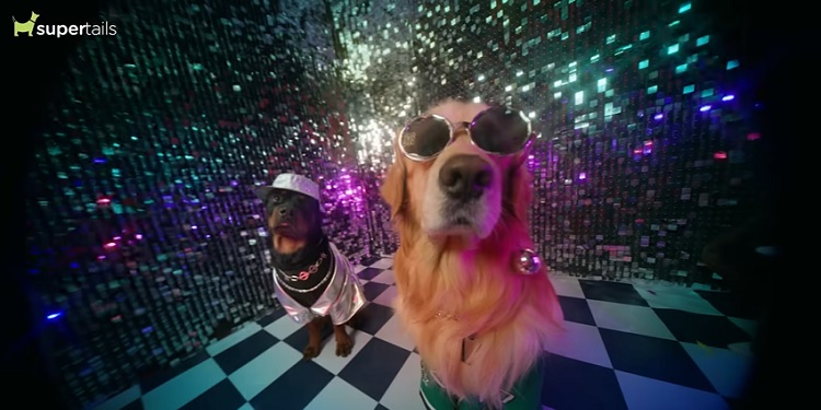 Supertails takes rap route with pets to promote annual ‘Swag’ sale