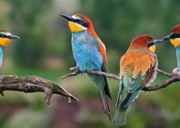 Tata Power builds a ‘Symphony of Freedom’ with birdsong, reiterates sustainability message