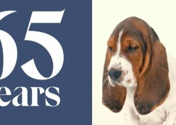 Hush Puppies brings its iconic mascot alive with a larger-than-life installation on its 65th Birthday