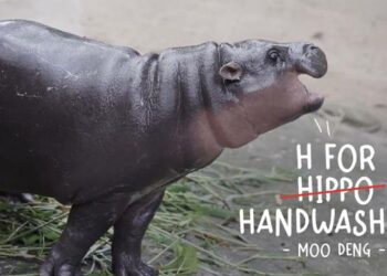 Unilever’s hygiene soap power brand Lifebuoy collaborates with baby pygmy hippopotamus Moo Deng