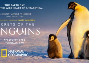Executive Produced by James Cameron, National Geographic is All Set to Premiere ‘SECRETS OF THE PENGUINS, Revealing Breathtaking Cinematography & Never-Before-Seen Behaviours of Penguins
