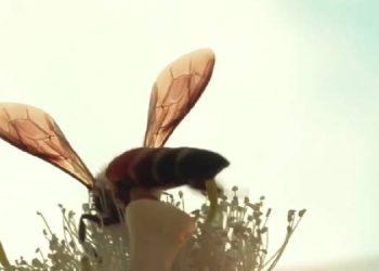 QNET India marks World Bee Day with #BuzzForEarth sustainability campaign