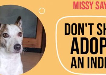 Rotary Club of Bombay Launches Film and Book Celebrating Indie Dogs