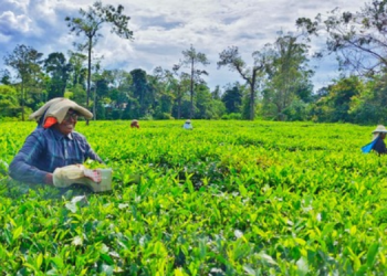 HML’s Arrapetta Estate Tea wins Gold at North American Tea Conference