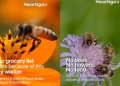 Hosachiguru’s #BeyondTheHive Campaign turns spotlight on pollinators and ecological balance