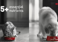Royal Canin launches new brand campaign urging pet parents to look beyond home-cooked meals
