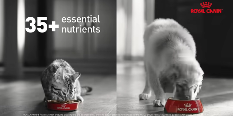 Royal Canin launches new brand campaign urging pet parents to look beyond home-cooked meals